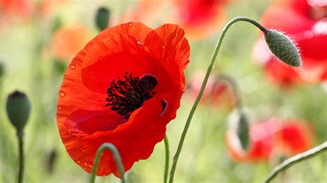 Poppy Flower Wallpaper (63+ images)