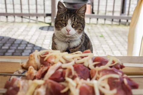 Can Cats Eat Turkey Bacon What Are The Pros And Cons