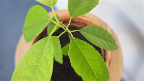 Avocados Aus Eigenem Anbau Geht Das Einen Versuch Ist Es Auf Jeden