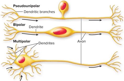 Ch 7: The Nervous System (Neurons & Synapses) Flashcards | Quizlet