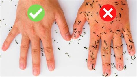 All Natural Ways To Keep Mosquitoes Away