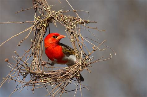 Birdwatching the Okavango Delta - 10,000 Birds