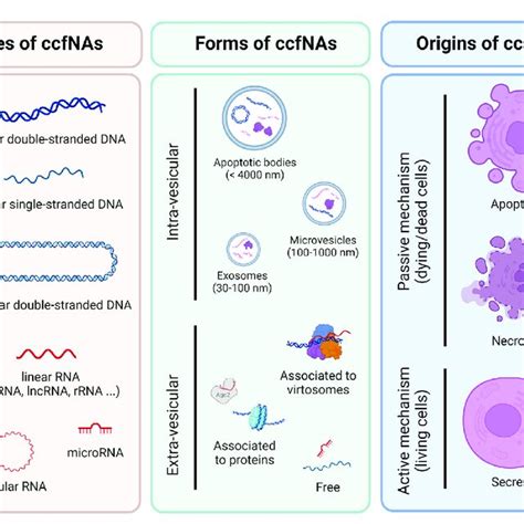 Overview Of Different Types Forms And Origins Of Circulating Cell Free