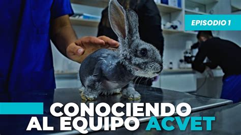 Acvet Conoce A Nuestro Equipo Un D A En La Veterinaria Ep