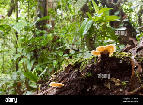 Rotting Log With Bracket Fungi On The Rainforest Floor Ecuador Stock