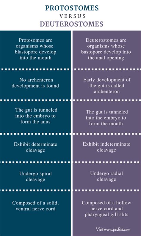 Difference Between Protostomes And Deuterostomes Structure Characteristics Examples