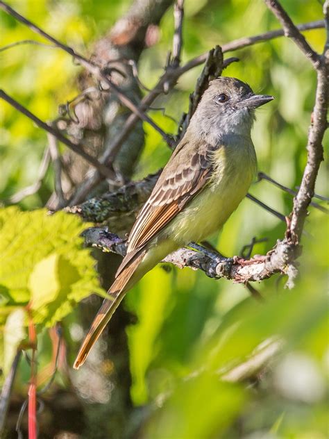 Great Crested Flycatcher Audubon Field Guide