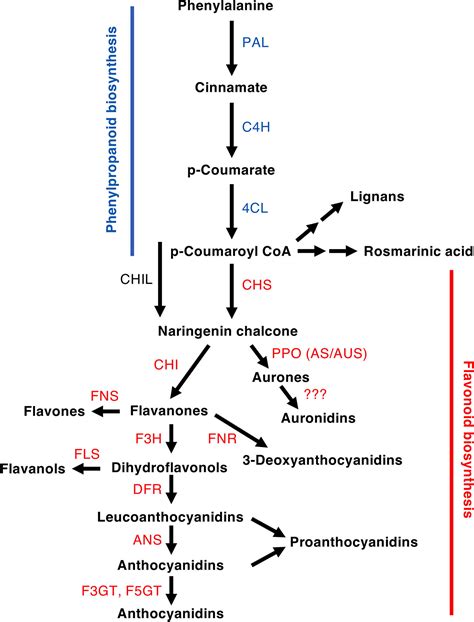 Frontiers The Evolution Of Flavonoid Biosynthesis A Bryophyte