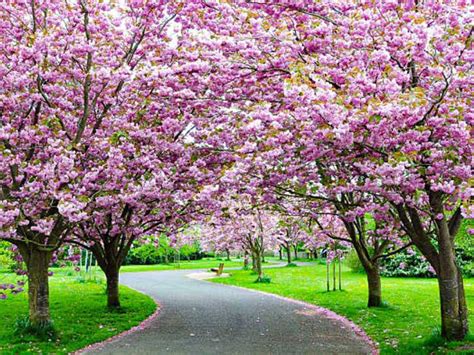 Flowering Cherry Trees - PlantingTree