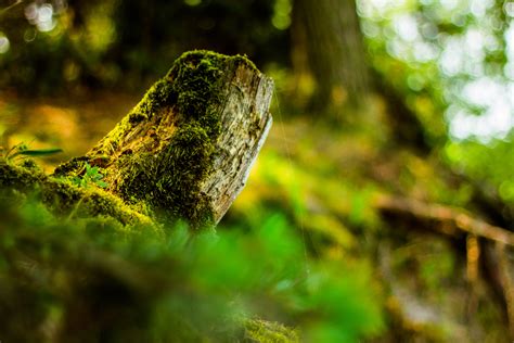 Free Images Tree Nature Grass Branch Sunlight Leaf Flower