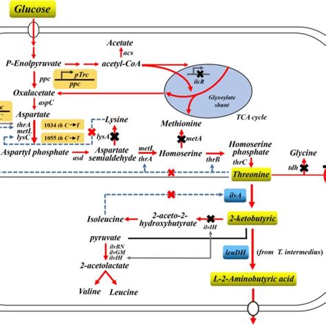 The Overall Metabolic Engineering Strategy Employed For The