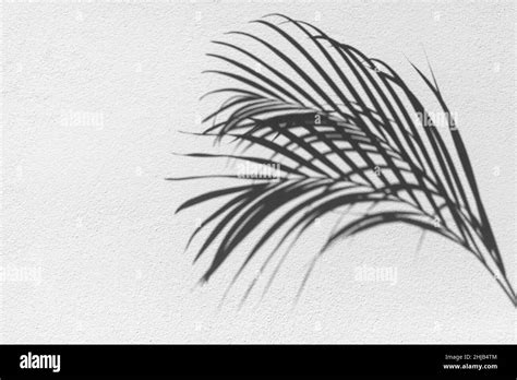 Feuille De Palmier Ombre Noire Texture Blanche Mur Feuilles Tropicales