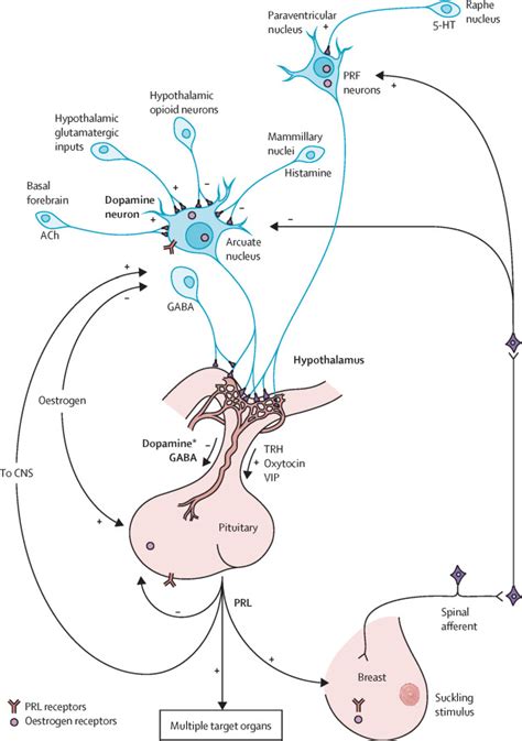 Oestrogens Prolactin Hypothalamic Pituitary Gonadal Axis And