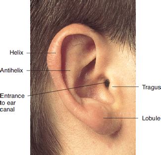 module 4 - ears, nose, mouth, and throat Flashcards | Quizlet