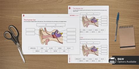 The Ear Cut And Stick Worksheet Worksheet Profesor Hizo