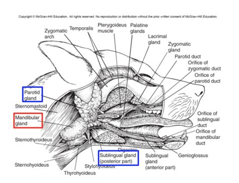 Human Comparative Anatomy Lecture Exam 3 Final 2 Flashcards Quizlet