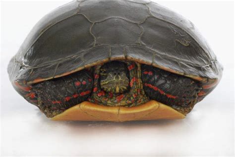 How to Tell What Painted Turtle Species You Have - TurtleHolic