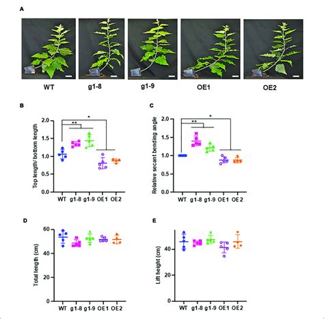 Response Of Phbmt1 Knockout Mutant And Oe Lines To Gravitropic