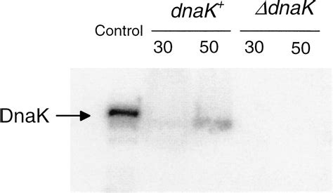 DnaK Facilitated Ribosome Assembly In Escherichia Coli Revisited