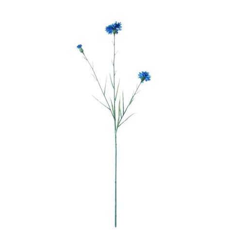 Korenbloem 62 Cm Donkerblauw FlowerDutchess