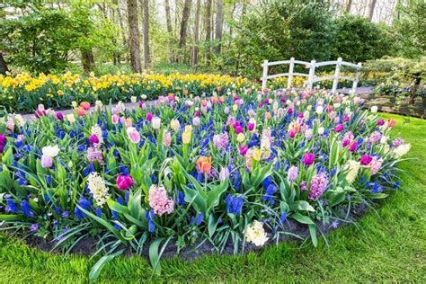 Bulbs 101 When And How To Plant Bulbs Garden Design Flower Bulbs