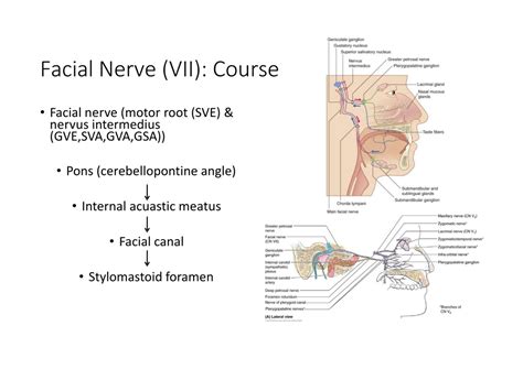 Ppt Cranial Nerve Vii And Viii Powerpoint Presentation Free Download Id1155667