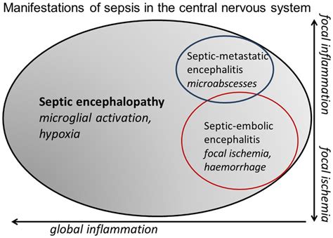 Frontiers Septic Encephalopathy In The Elderly Biomarkers Of