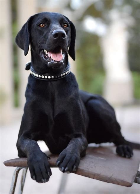 Black Doberman Labrador Mix