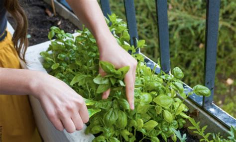 C Mo Plantar Una Huerta Alimentos Con Los Que Puedes Empezar Vibra