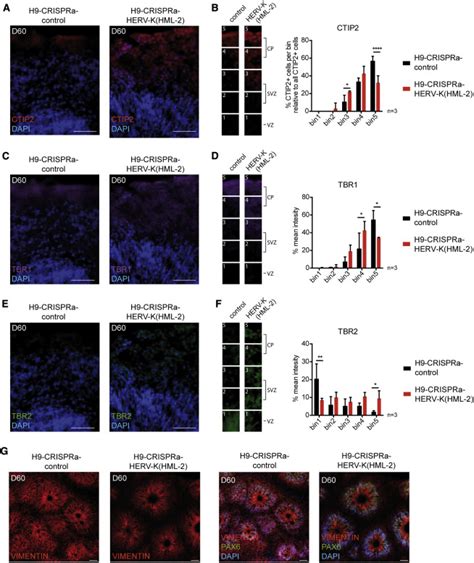 Activation Of HERV K HML 2 Disrupts Cortical Patterning And Neuronal