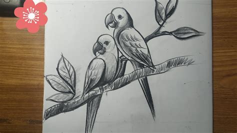 Parrot Pencil Drawing