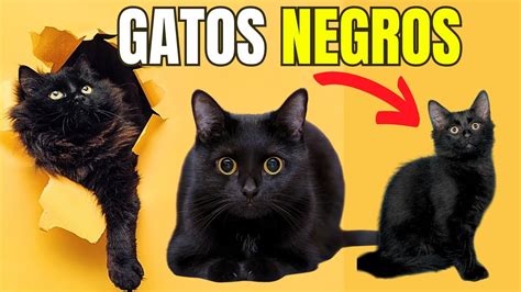 GATOS NEGROS Datos Curiosos YouTube