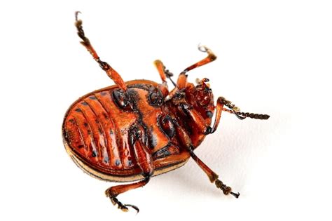 Premium Photo Colorado Potato Beetle Isolated On White Background