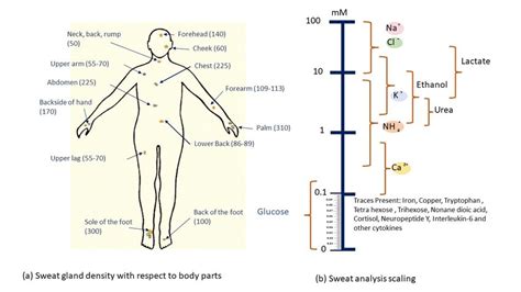 A The Average Sweat Gland Density Illustration Glandscm 2 On