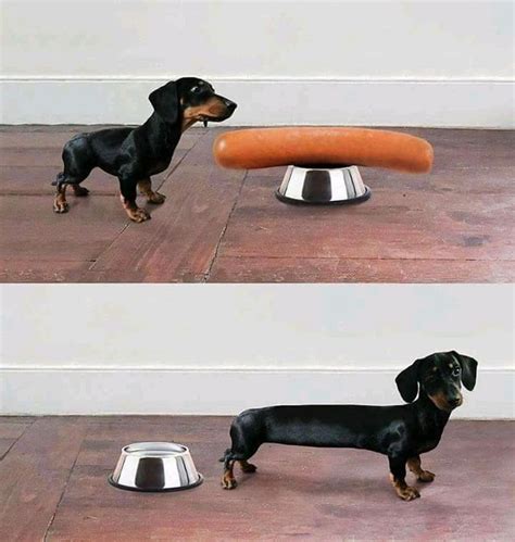 Sausage Dog Funny Animal Pictures Cute Funny Animals Funny Dachshund