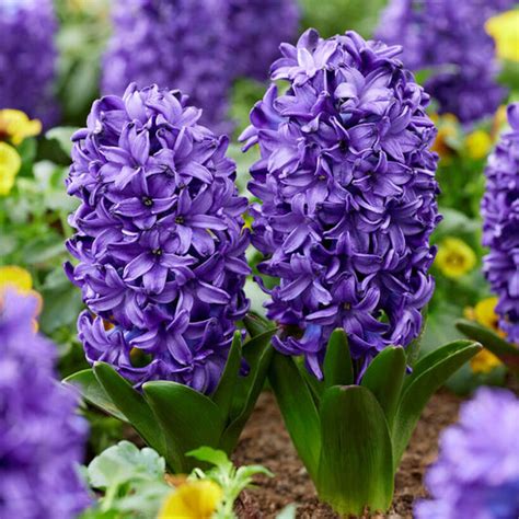 Hyacinth Bulbs | Shop 10 Varieties | Eden Brothers