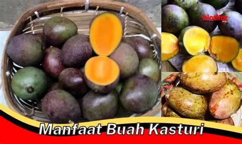 Temukan 5 Manfaat Buah Kasturi Yang Jarang Diketahui Biotifor