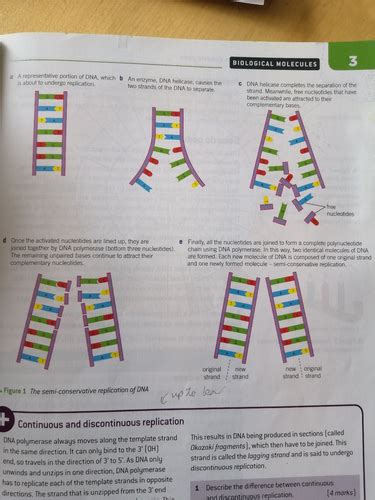 Dna Replication And The Genetic Code Flashcards Quizlet