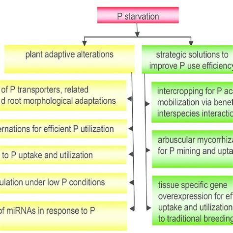 Pdf Regulation Of Phosphorus Uptake And Utilization Molecular