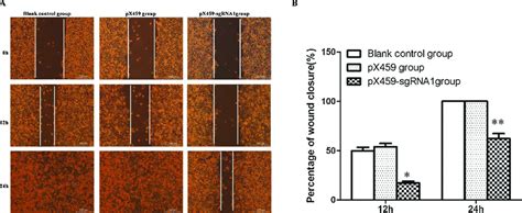 Results From Wound Healing Assays A Cell Scratch Assay Results B Download Scientific