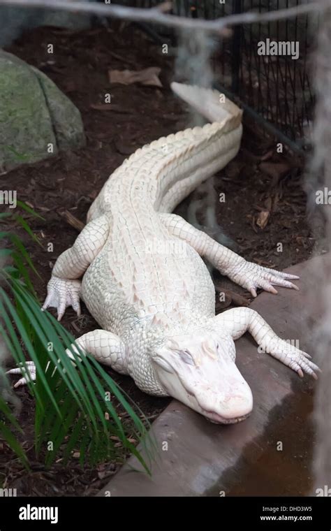 White alligator albino hi-res stock photography and images - Alamy