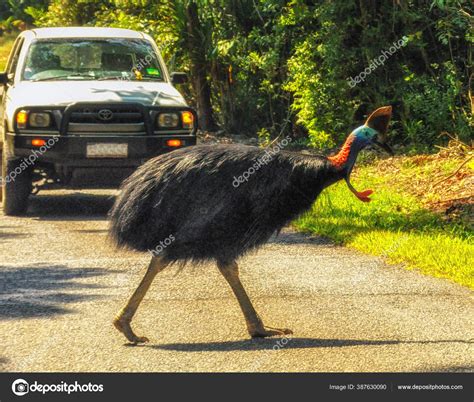 Cassowary Crosses Road World Heritage Listed Daintree National Park Far Stock Editorial Photo