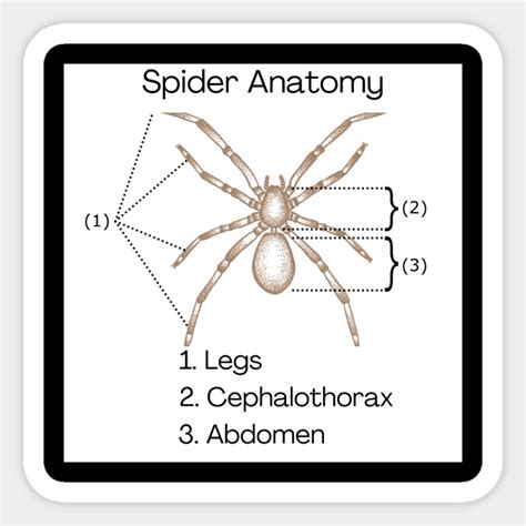 Spider Anatomy - Spiders - Sticker | TeePublic