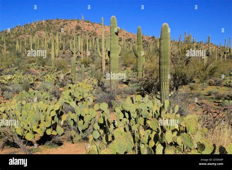 Saguaro National Park, Arizona, USA Stock Photo - Alamy