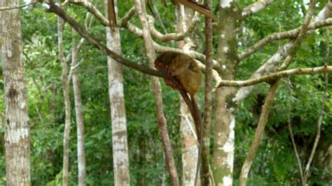 The Tarsier Trail Rads Travel And Tours