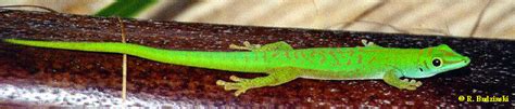 Eindr Cke Von Den Seychellen Ig Phelsuma