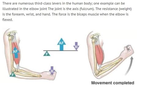 3rd Class Lever Diagram