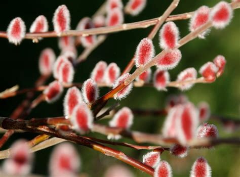 PINK Japanese Pussy Willow Mt Aso Plant Live Bush Shrubs Tree Small Starter Etsy