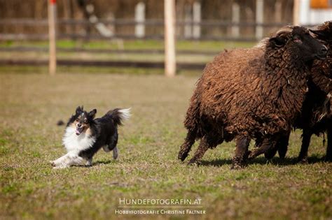 Hobby Hundefotografie Herding Sheep Shetland Sheepdog Herding Dogs