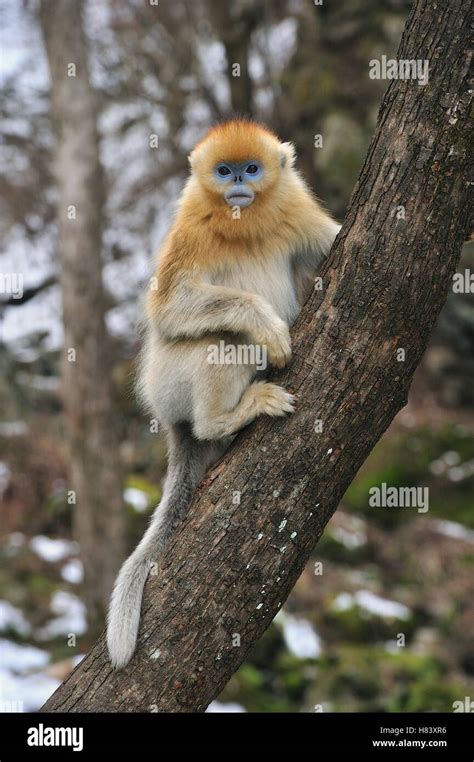 Golden Snub Nosed Monkey Rhinopithecus Roxellana Juvenile In Tree